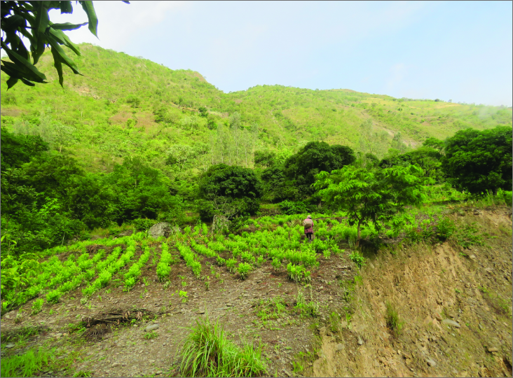 Coca crop in field